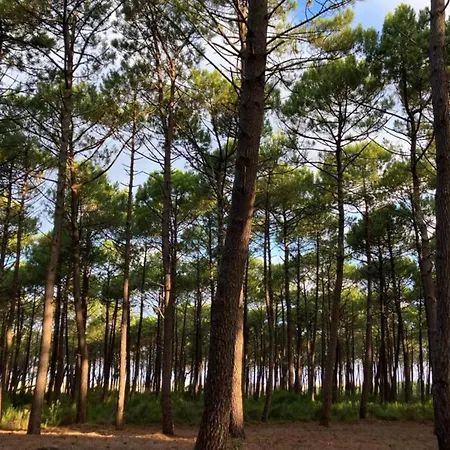 Beautiful Near The Ocean